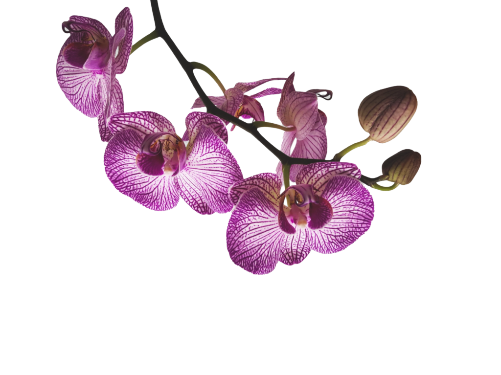Orchid Bark The Ultimate Guide for Orchid Enthusiasts Rexius