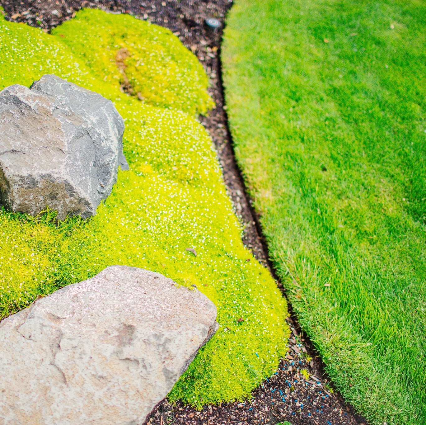 Address moss control Rexius