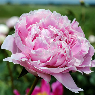 Peony: “The King of Flowers”