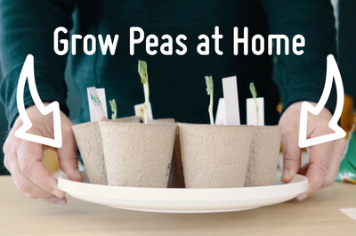 Plant Your Own Peas at Home
