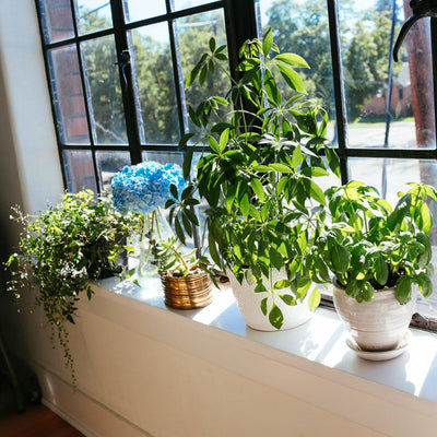 How to Bring the Outdoors In: Inspiration for Greening Small Spaces