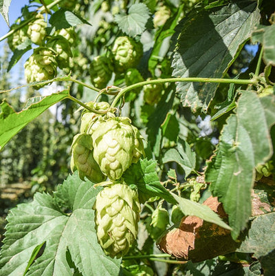 Hops: Not Just For Beer Anymore
