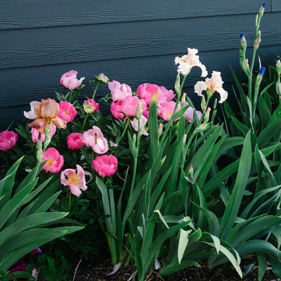 The Best Soil for a Thriving, Beautiful Garden