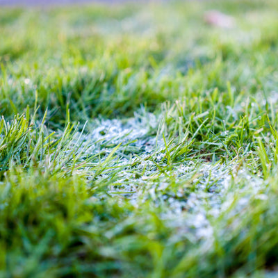Avoid excessive walking on frozen lawn