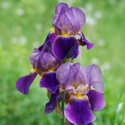 Divide your Bearded Iris rhizomes
