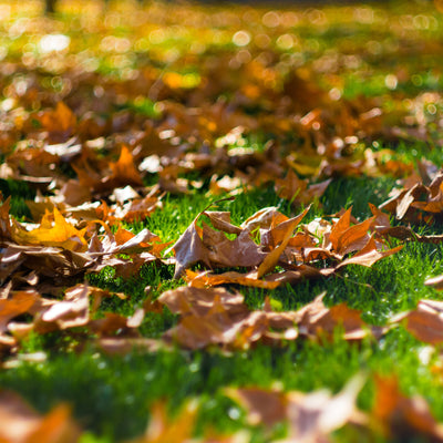 Keep fallen leaves off lawn