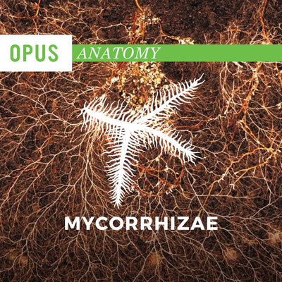 A Beautiful Symbiotic Relationship is Born:  Mycorrhizal Fungi and Plant Roots