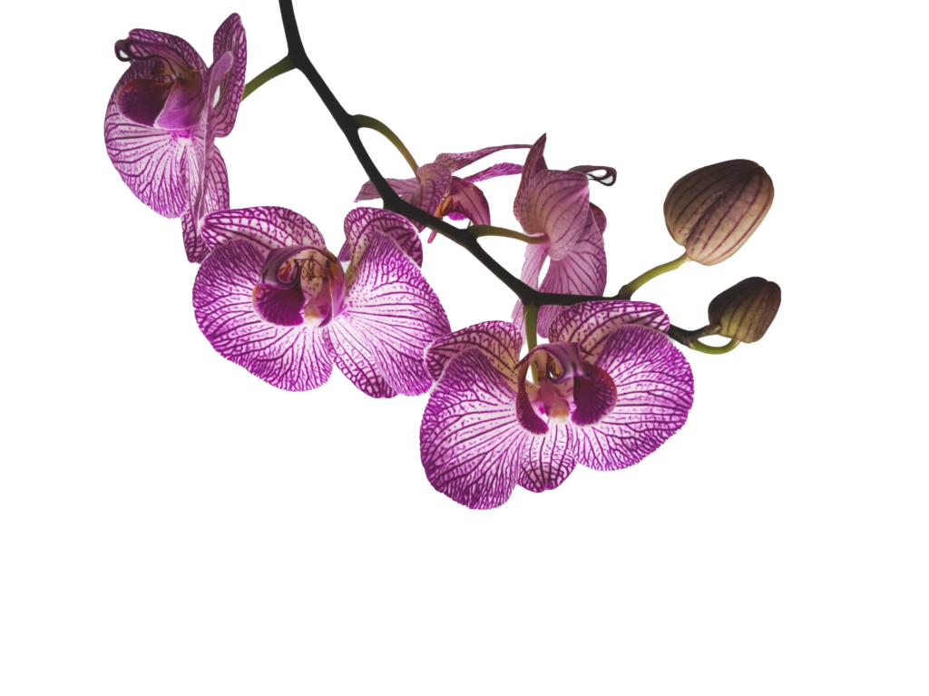 Orchid Bark - The Ultimate Guide for Orchid Enthusiasts