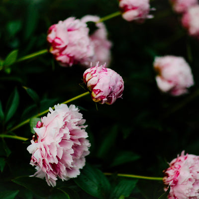 Divide and replant peonies