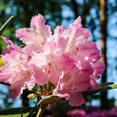 Fertilize Rhododendrons and azaleas