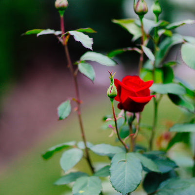 Mid-Summer Rose Care