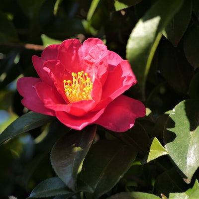 Plant Sansanqua Camellias