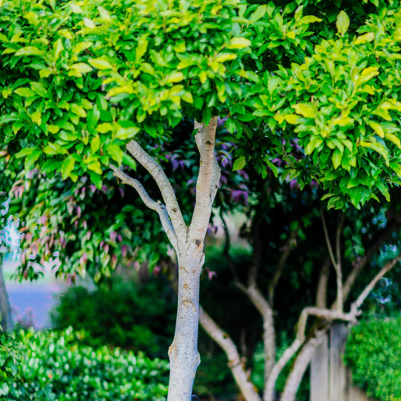 Plant and transplant – Rexius