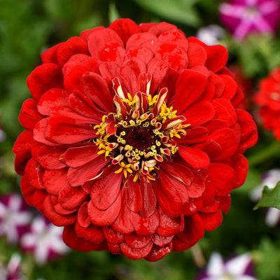Why You Should Be Growing Zinnias