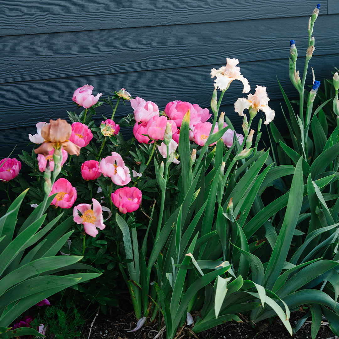 Soil（感謝）/4 Flower-n-Garden™ Soil – Rexius